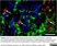 Anti Pig Insulin Antibody thumbnail image 8