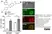 Anti Toxoplasma gondii RH Strain Antibody thumbnail image 1