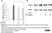 Goat ANTI-RABBIT IgG StarBright™ Blue 700 Antibody thumbnail image 18