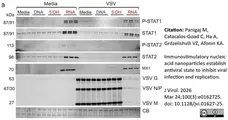 Goat ANTI-RABBIT IgG StarBright™ Blue 700 Antibody gallery image 21