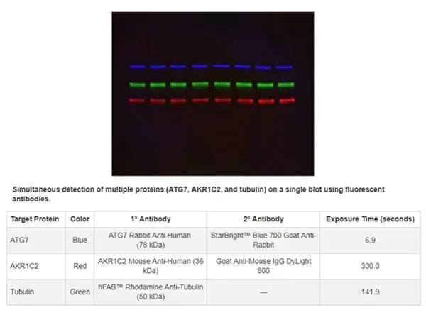 Goat ANTI-RABBIT IgG StarBright™ Blue 700 Antibody gallery image 3