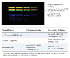 Goat ANTI-RABBIT IgG StarBright™ Blue 700 Antibody gallery image 4