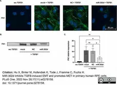 Goat ANTI-RABBIT IgG StarBright™ Blue 700 Antibody gallery image 7