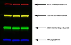 Goat ANTI-RABBIT IgG StarBright™ Blue 520 Antibody gallery image 3