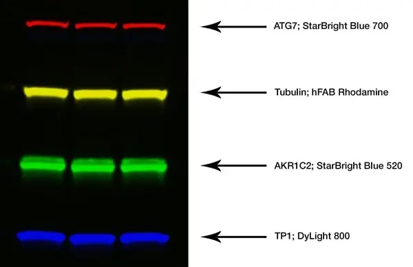 Goat ANTI-RABBIT IgG StarBright™ Blue 520 Antibody gallery image 3