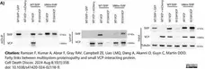 Goat ANTI-RABBIT IgG StarBright™ Blue 520 Antibody gallery image 5