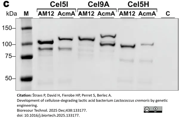 Goat ANTI-RABBIT IgG StarBright™ Blue 520 Antibody gallery image 6