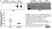 Goat ANTI-RABBIT IgG StarBright™ Blue 520 Antibody thumbnail image 9
