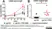 Anti Rabbit IgG Antibody thumbnail image 1