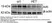 Gt Anti Rabbit IgG (H/L) Ab - HRP - 1mg thumbnail image 1