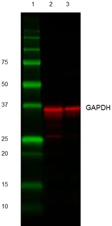 Gt Anti Rabbit IgG (H/L) Ab - HRP - 2mg gallery image 1