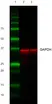 Gt Anti Rabbit IgG (H/L) Ab - HRP - 2mg thumbnail image 1