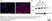 Sheep Anti Rabbit IgG Antibody - RPE thumbnail image 1