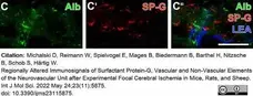 Anti Rat Albumin Antibody gallery image 3