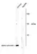 Anti Alpha Synuclein (pSer129) Antibody thumbnail image 1