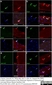 Anti Rat Calcitonin Receptor Antibody thumbnail image 2