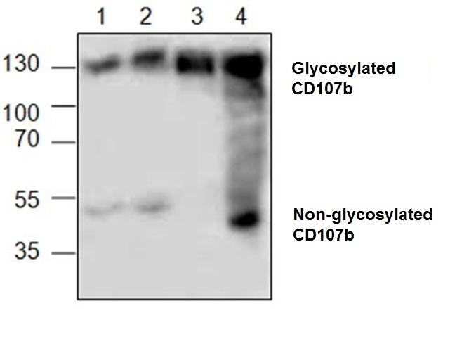 Anti CD107b Antibody gallery image 1