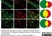 Anti Rat Calcitonin Gene-Related Peptide Antibody thumbnail image 1
