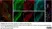Anti Rat Calcitonin Gene-Related Peptide Antibody thumbnail image 10