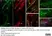 Anti Rat Calcitonin Gene-Related Peptide Antibody thumbnail image 11