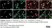 Anti Rat Calcitonin Gene-Related Peptide Antibody thumbnail image 12