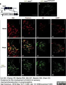 Anti Rat Calcitonin Gene-Related Peptide Antibody gallery image 2