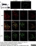 Anti Rat Calcitonin Gene-Related Peptide Antibody thumbnail image 2