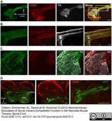 Anti Rat Calcitonin Gene-Related Peptide Antibody gallery image 3