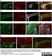 Anti Rat Calcitonin Gene-Related Peptide Antibody thumbnail image 3