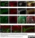 Anti Rat Calcitonin Gene-Related Peptide Antibody thumbnail image 3