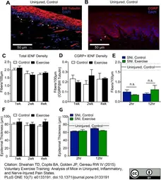 Anti Rat Calcitonin Gene-Related Peptide Antibody gallery image 4