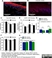 Anti Rat Calcitonin Gene-Related Peptide Antibody thumbnail image 4