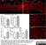 Anti Rat Calcitonin Gene-Related Peptide Antibody thumbnail image 5