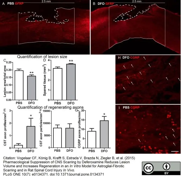 Anti Rat Calcitonin Gene-Related Peptide Antibody gallery image 5