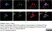 Anti Rat Calcitonin Gene-Related Peptide Antibody thumbnail image 6