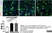 Anti Rat Calcitonin Gene-Related Peptide Antibody thumbnail image 7