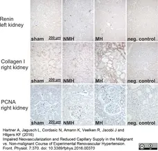 Anti Rat Collagen I Antibody gallery image 1