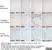 Anti Rat Collagen I Antibody thumbnail image 1