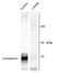 Anti Connexin 43 (pSer368) Antibody thumbnail image 1
