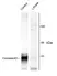 Anti Connexin 43 (pSer368) Antibody thumbnail image 1