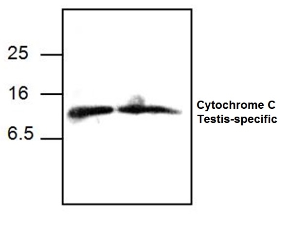 Anti Cytochrome C Antibody gallery image 1