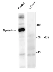 Anti Dynamin (pSer774) Antibody gallery image 1