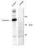 Anti Dynamin (pSer774) Antibody thumbnail image 1