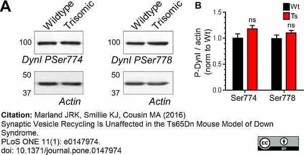Anti Dynamin (pSer774) Antibody gallery image 4