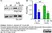 Anti Dynamin (pSer774) Antibody thumbnail image 5