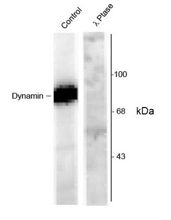 Anti Dynamin (pSer778) Antibody gallery image 1