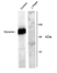 Anti Dynamin (pSer778) Antibody thumbnail image 1