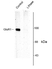 Anti GluR1 (pSer831) Antibody thumbnail image 1