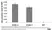 Anti Glutamate Decarboxylase 1/2 Antibody thumbnail image 1