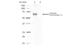 Anti Glutamate Decarboxylase 1/2 Antibody gallery image 2